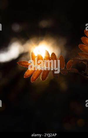 Gros plan du soleil qui brille sur de belles feuilles de cendres de montagne orange Banque D'Images