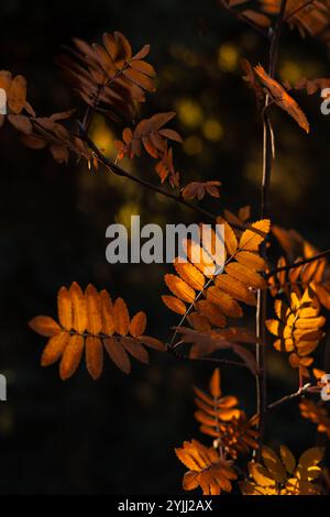 Feuilles oranges incandescentes d'un frêne de montagne pendant la saison d'automne Banque D'Images
