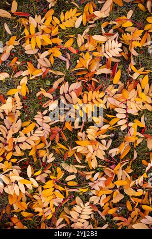 Les feuilles tombées et les baies du frêne de montagne reposent sur le sol Banque D'Images