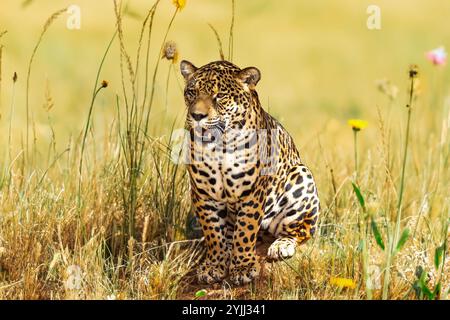 jaguar sud-américaine (Panthera ONCA). Félin tropical 'onça pintada' Banque D'Images