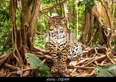 jaguar sud-américaine (Panthera ONCA). Félin tropical 'onça pintada' Banque D'Images