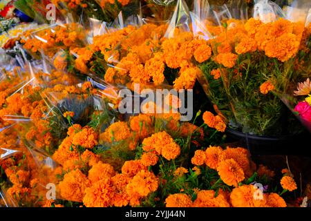 Gros plan sur Orange Marigolds in Buckets au Queens Sidewalk Flower Shop Banque D'Images