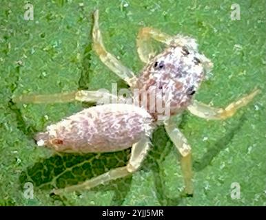 Araignée sauteuse à mâchoires blanches (Hentzia mitrata) Banque D'Images