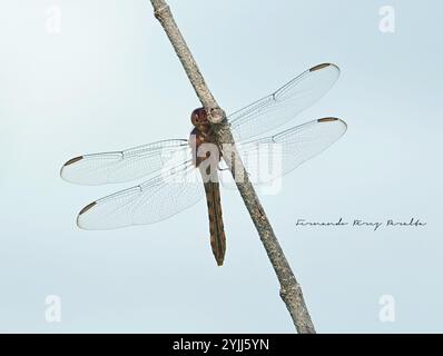 Skimmers tropicaux King (Orthemis) Banque D'Images