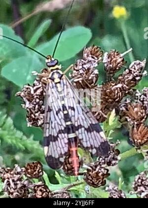 Scorpionfly commun européen (Panorpa communis) Banque D'Images