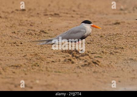 Terne à ventre noir (Sterna acuticauda), adulte sur la rive sablonneuse de la rivière Chambal, Rajasthan, Inde. Banque D'Images