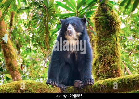 Ours spectaculaire (Tremarctos ornatus) avec mise au point sélective et flou de profondeur. Banque D'Images