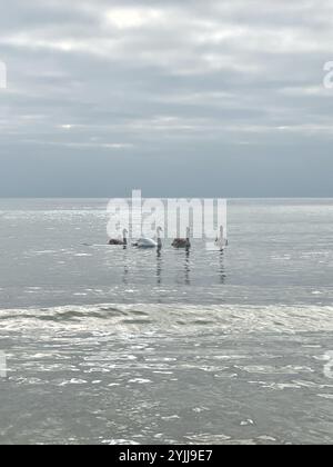 Bournemouth, Dorset, Royaume-Uni. 15 novembre 2024. Météo Royaume-Uni : famille de cygnes nageant en mer sur une plage nuageuse et calme de Bournemouth. Crédit : Nidpor/Alamy Live News Banque D'Images