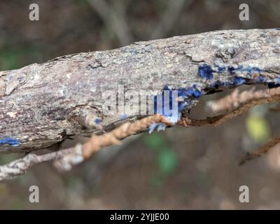 Croûte de cobalt (Terana coerulea) Banque D'Images