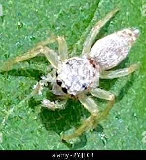 Araignée sauteuse à mâchoires blanches (Hentzia mitrata) Banque D'Images