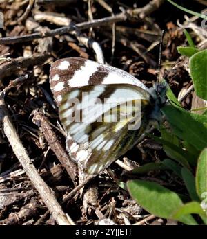 Blanc prairie d'Afrique australe (Pontia helice helice) Banque D'Images