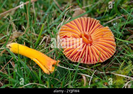 champignons profonds branchies jaune orange champignons gros morceaux branchies exposées tige orange jaune sur herbe humide perturbée et cassée chapeau renversé tige séparée Banque D'Images