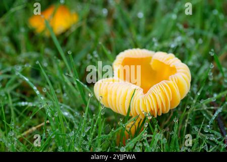 champignons profonds branchies jaune orange champignons grands morceaux branchies exposées jaune tige orange sur herbe humide roulée côtés de la casquette intacte état frais Banque D'Images