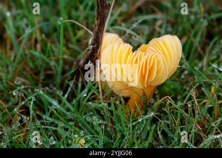 champignons profonds branchies jaune orange champignons grands morceaux branchies exposées jaune tige orange sur herbe humide roulée côtés de la casquette intacte état frais Banque D'Images