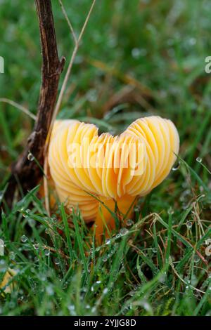 champignons profonds branchies jaune orange champignons grands morceaux branchies exposées jaune tige orange sur herbe humide roulée côtés de la casquette intacte état frais Banque D'Images