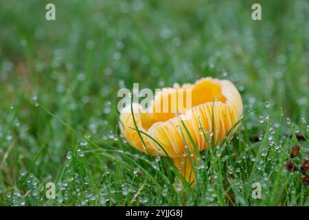 Champignons oranges branchés sur herbe rosée humide branchies exposées soulevées en forme de tasse corps fruitier orange tige douce paysage avec copie espace hiver saison Royaume-Uni Banque D'Images