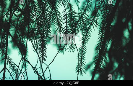 Photo de silhouette de branche d'épinette avec mise au point sélective. Fond vert naturel abstrait Banque D'Images