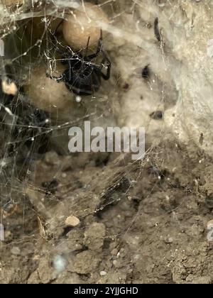 Veuve noire européenne (Latrodectus tredecimguttatus) Banque D'Images