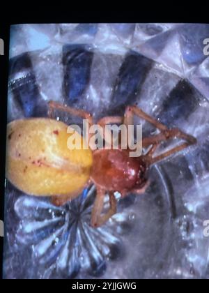 Araignée sac jaune européenne (Cheiracanthium punctorium) Banque D'Images