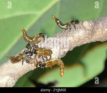 Coléoptère de la tortue Geiger (Eurypepla calochroma floridensis) Banque D'Images
