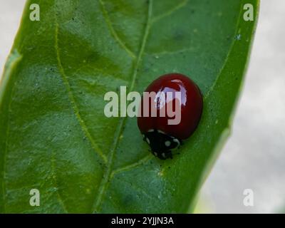 Spotless Lady Beetle (Cycloneda sanguinea) Banque D'Images