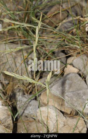 Canapé-lit de sable (Elymus farctus) Banque D'Images