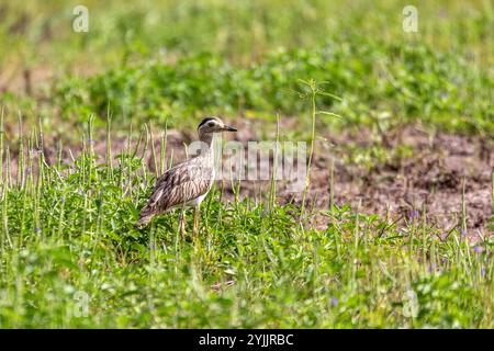 Genou épais à double rayure (Hesperoburhinus bistriatus), carrelage, groupe de cuissards de la famille des Burhinidae. Liberia, faune et observation des oiseaux i Banque D'Images