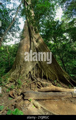 Racines massives d'arbres à la surface du figuier dans la forêt tropicale de la jungle, Parc national de Rincon de la Vieja, Parque Nacional Rincon de la Vieja, Guanaca Banque D'Images