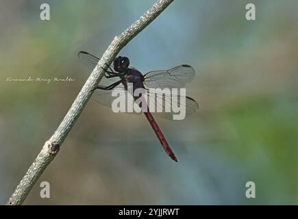 Skimmers tropicaux King (Orthemis) Banque D'Images