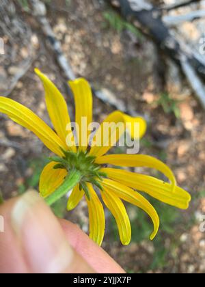 Mangeoire orange du Missouri (Rudbeckia missouriensis) Banque D'Images