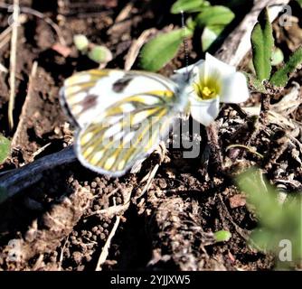 Blanc prairie d'Afrique australe (Pontia helice helice) Banque D'Images