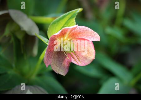 Helleborus Niger, communément appelé rose de Noël ou hellebore noir poussant dans le jardin. Banque D'Images