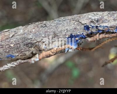 Croûte de cobalt (Terana coerulea) Banque D'Images