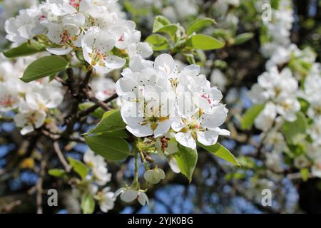 Branche de pommier en fleur dans un jardin sur le ciel bleu. Banque D'Images