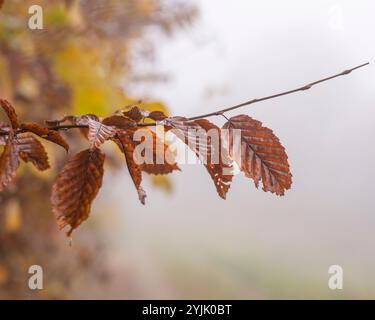 Dernières feuilles debout sur la branche d'arbre à la fin de l'automne. Banque D'Images