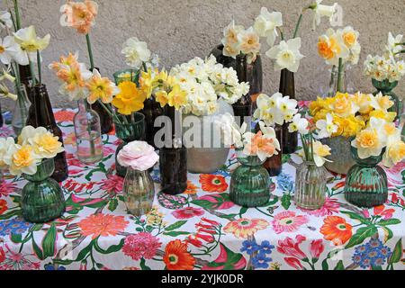 Différents types de jonquilles dans de petits vases en verre sur une nappe lumineuse. Banque D'Images