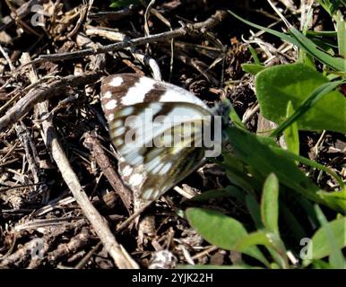 Blanc prairie d'Afrique australe (Pontia helice helice) Banque D'Images