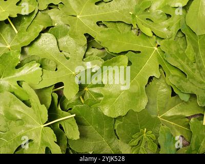 Les feuilles de figue, fraîches et coupées, sont utilisées comme thé et sont un remède naturel avec de nombreuses propriétés positives. Banque D'Images