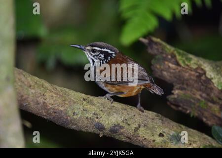 Wren à bois à poitrine blanche (Henicorhina leucosticta) Banque D'Images