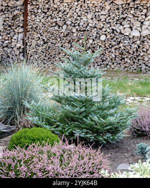 Korea-Tanne (Abies koreana 'Silberlocke'), sapin coréen (Abies koreana Silberlocke) Banque D'Images