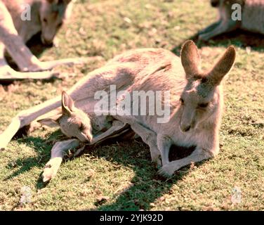 Australie. Faune sauvage. Les marsupiaux. Mère et bébé Kangourous gris. Macropus giganteus. Banque D'Images