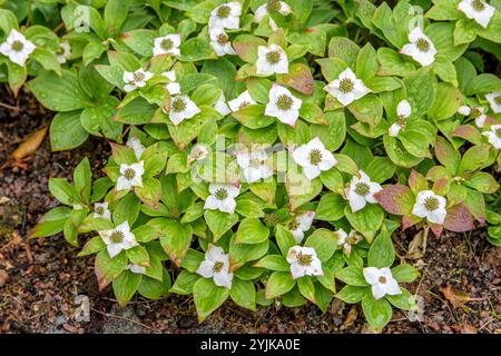 Teppich-Hartriegel (Cornus canadensis), cornouiller de tapis (Cornus canadensis) Banque D'Images