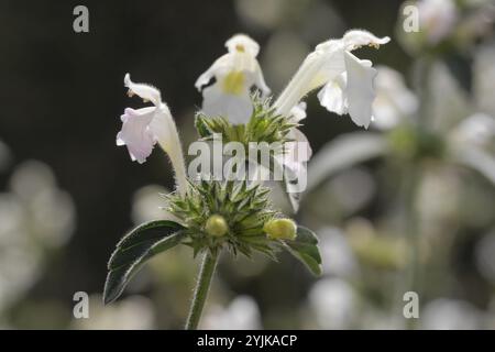 Ortie de chanvre (Galeopsis segetum) Banque D'Images