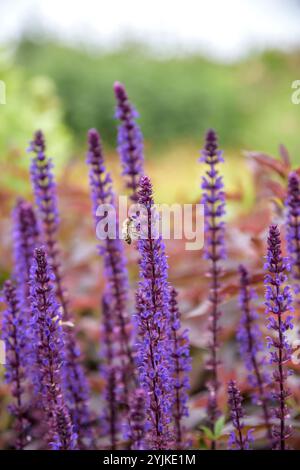 Steppen-Salbei (Salvia nemorosa 'Caradonna'), sauge de steppe (Salvia nemorosa Caradonna) Banque D'Images