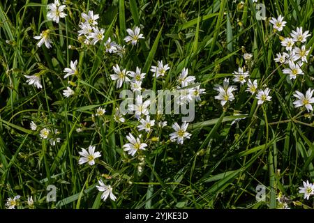 Petites fleurs blanches entre feuilles vert vif. Printemps - cloche de pâques Stellaria holostea Blossom. Banque D'Images