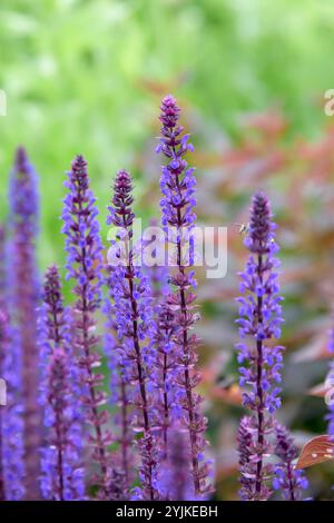 Steppen-Salbei (Salvia nemorosa 'Caradonna'), sauge de steppe (Salvia nemorosa Caradonna) Banque D'Images