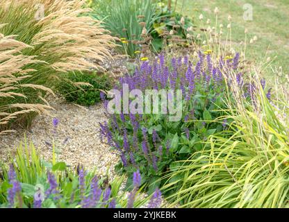 Salbei (Salvia nemorosa 'Mainacht'), sauge (Salvia nemorosa Mainacht) Banque D'Images