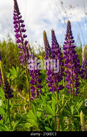 Lupinus, lupin, champ de lupin avec des fleurs roses violettes et bleues. Banque D'Images