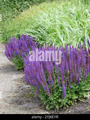 Blüten-Salbei (Salvia nemorosa 'Ostfriesland'), sauge à fleurs (Salvia nemorosa Ostfriesland) Banque D'Images