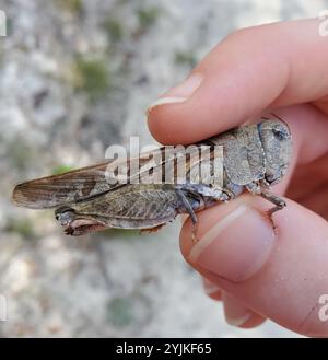 Sauterelle à ailes d'orange (Pardalophora phoenicoptera) Banque D'Images